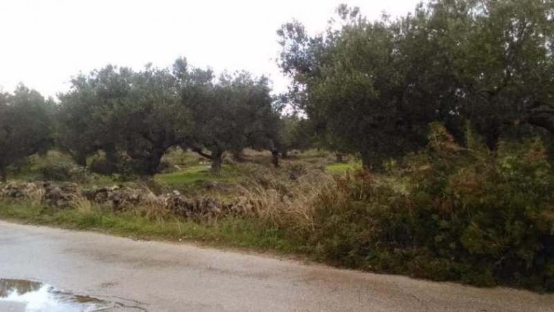 Chorafakia Chania Ruhiges Grundstück mit Olivenbäumen an Stränden Grundstück kaufen